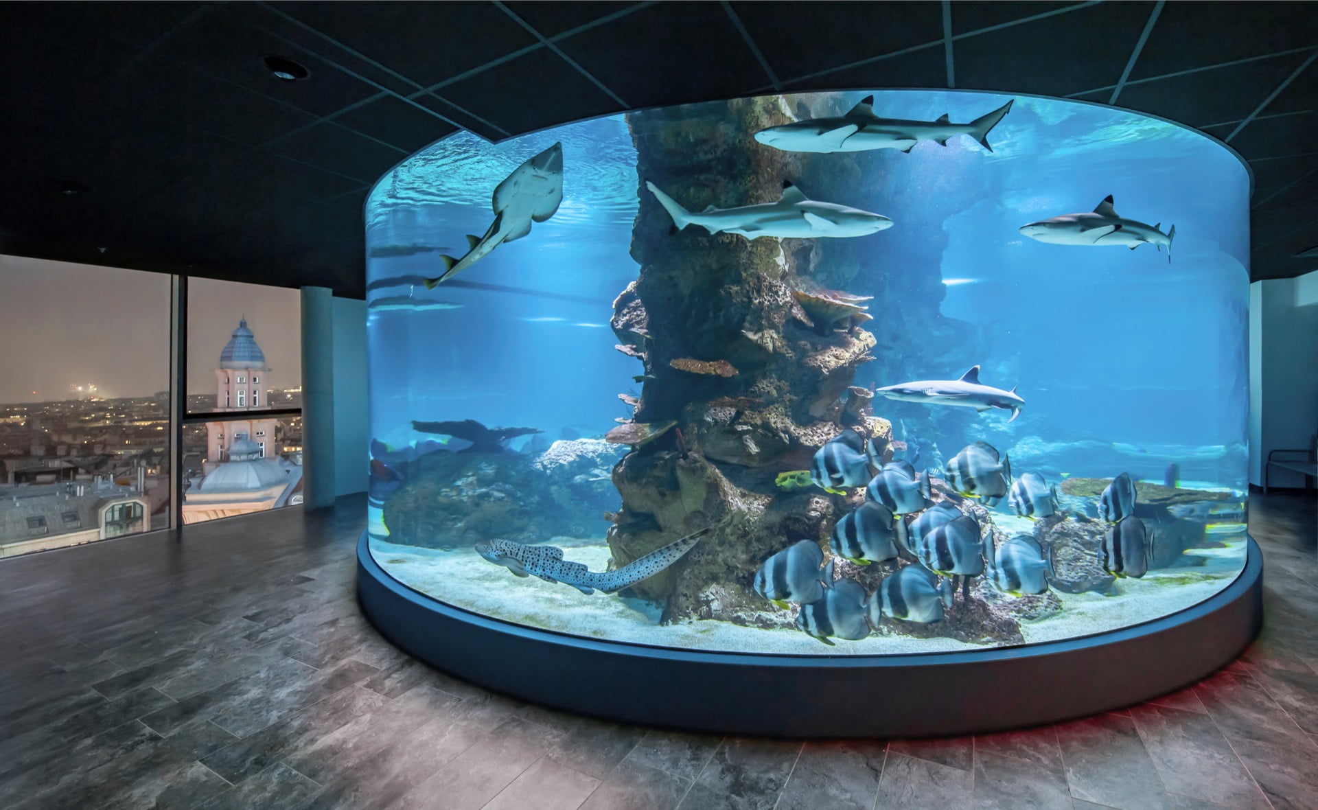 Žraločí podívaná - 360 stupňů podívané na úchvatné žraloky